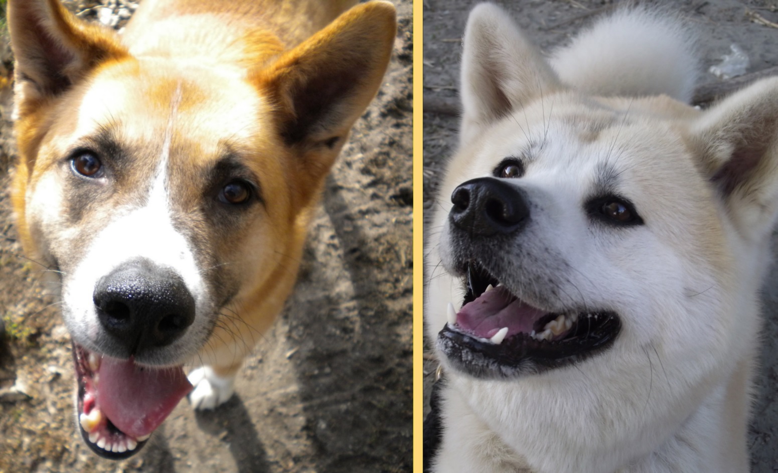 Amicalement éduqué Gaëlle morin
cynologiste éducateur canin éducation canine comportementaliste
Tarascon