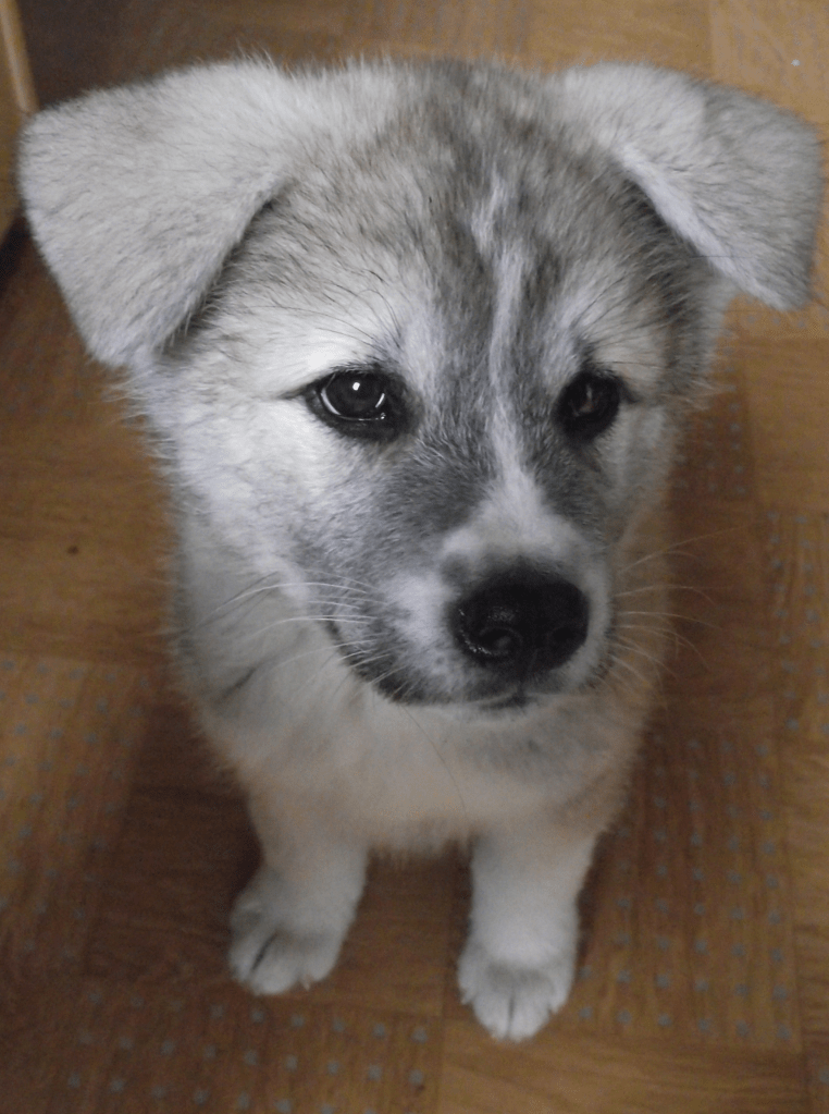 Amicalement éduqué Gaëlle morin
cynologiste éducateur canin éducation canine comportementaliste
Tarascon
Chiot