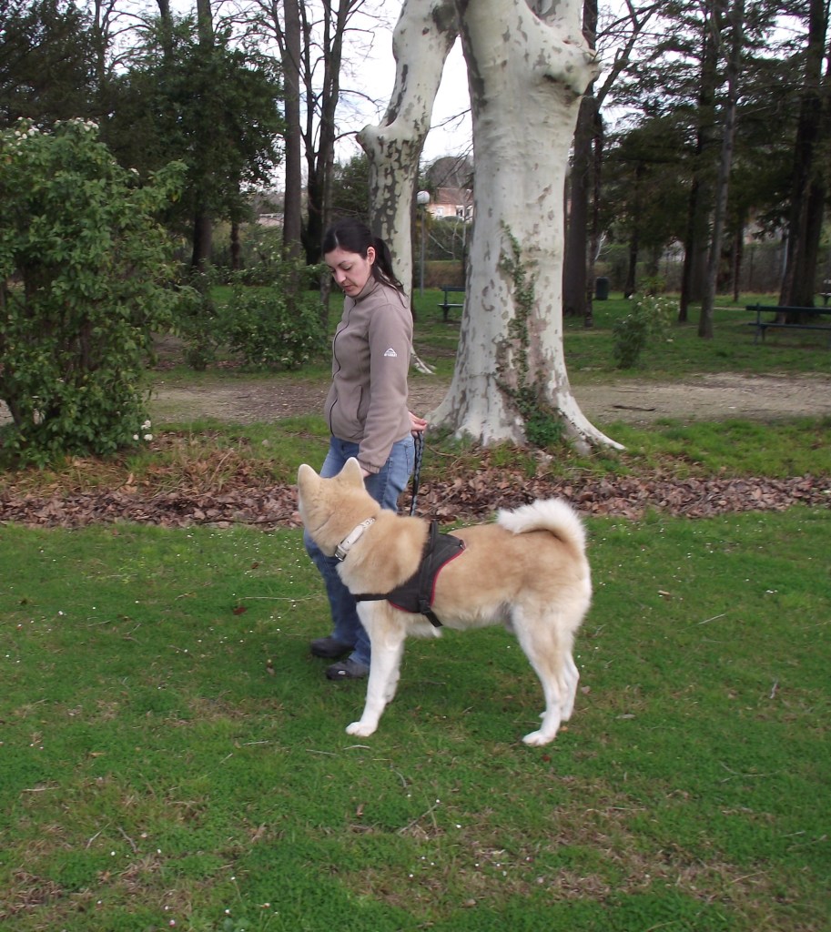 Amicalement éduqué Gaëlle morin
cynologiste éducateur canin éducation canine comportementaliste
Tarascon
Chien adulte