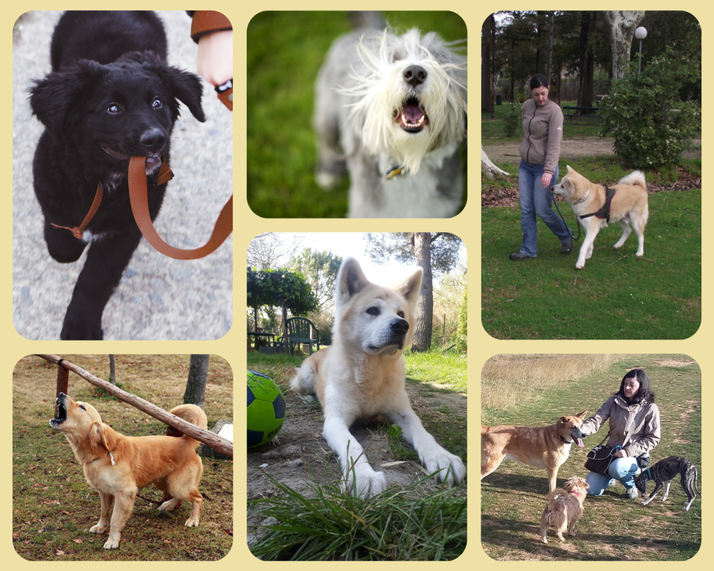 Amicalement éduqué Gaëlle morin
cynologiste éducateur canin éducation canine comportementaliste
Tarascon
Chien adulte