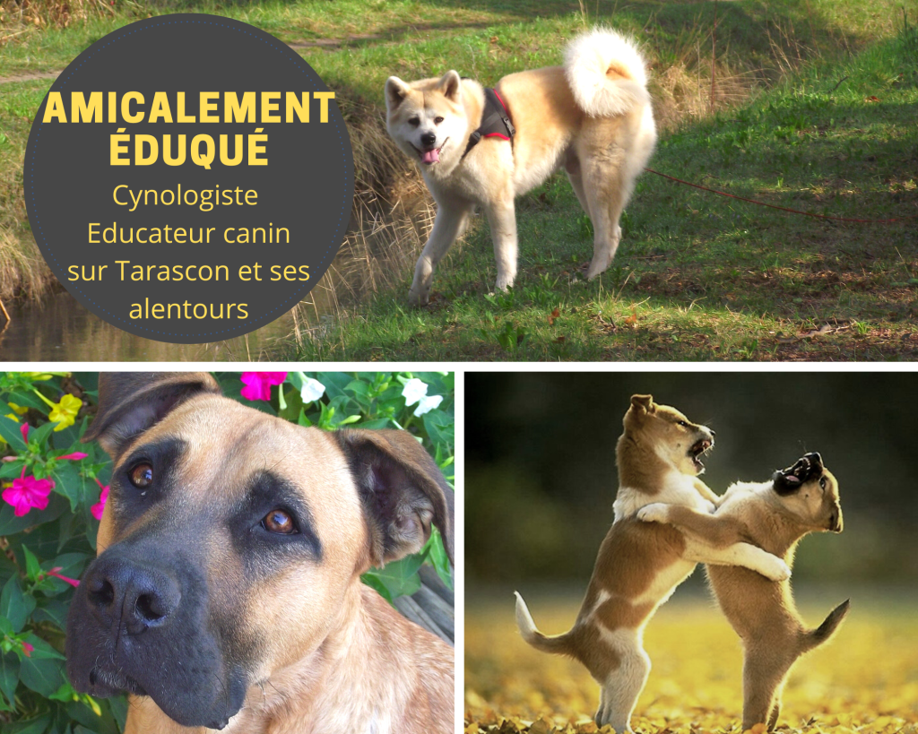 Amicalement éduqué éducation canine comportementaliste cynologiste
Tarascon