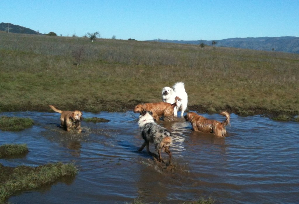 Amicalement éduqué Gaëlle morin
cynologiste éducateur canin éducation canine comportementaliste
Tarascon
Chiens cours collectif promenade ballade