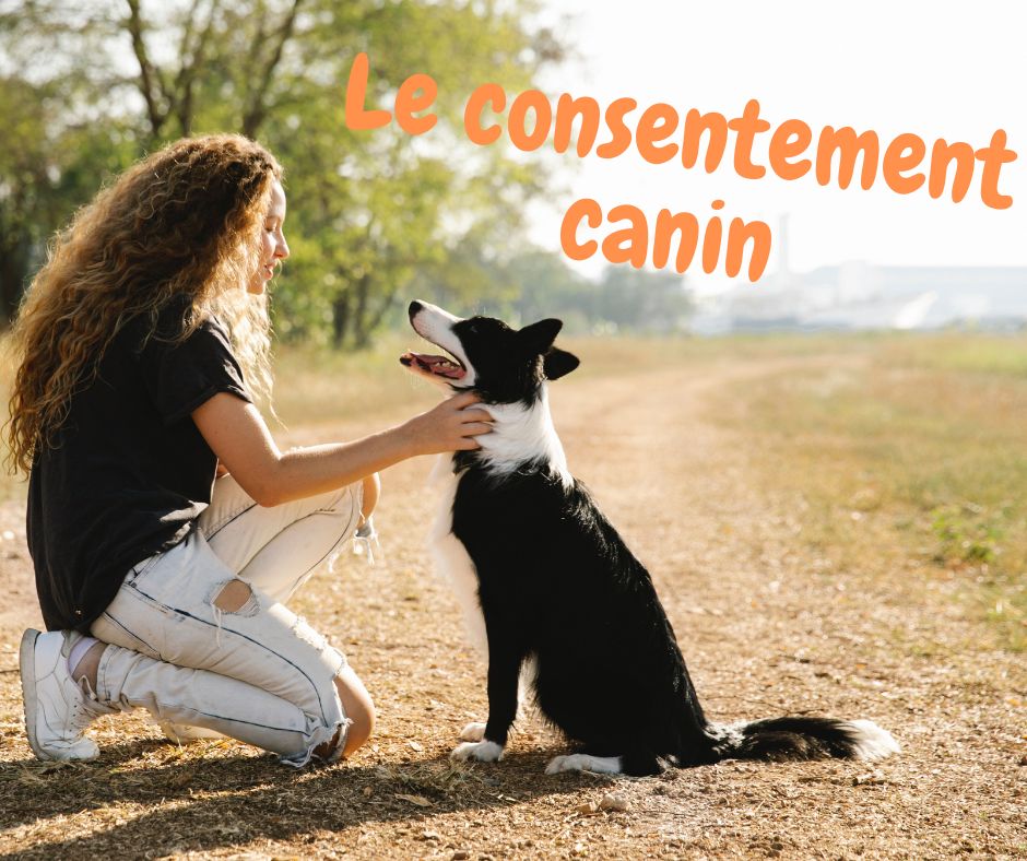Amicalement éduqué Gaëlle morin
cynologiste éducateur canin éducation canine comportementaliste
Tarascon
Consentement