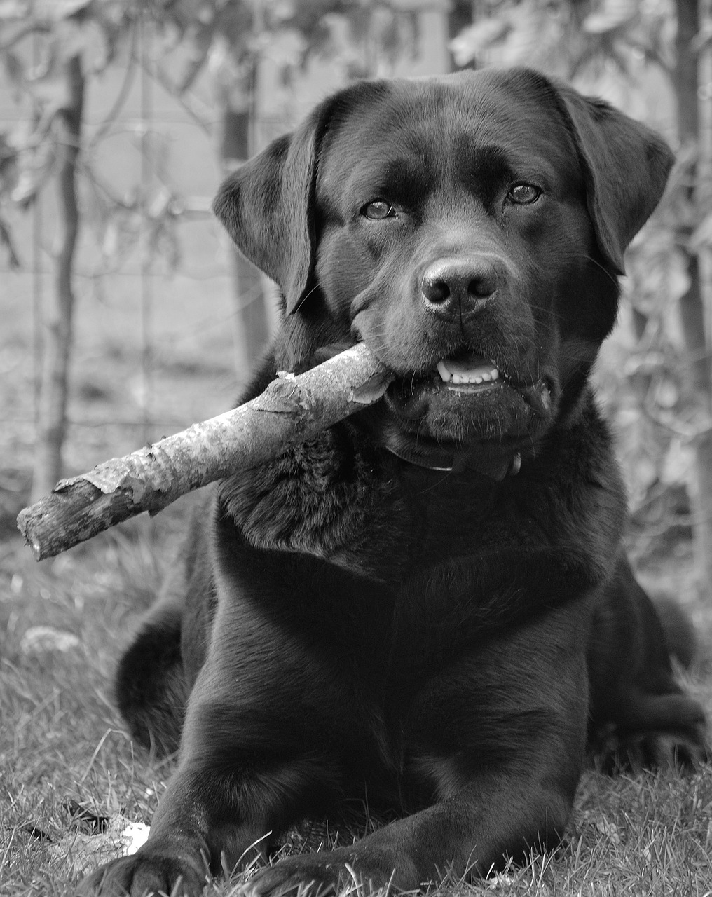 Améliorer relation chien